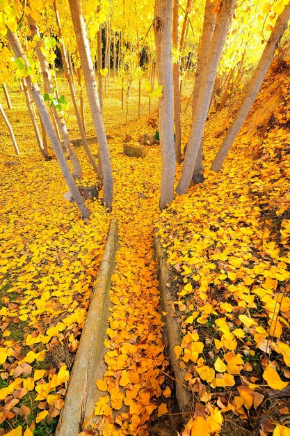 Paysage typiquement automnal dans les champs andalous