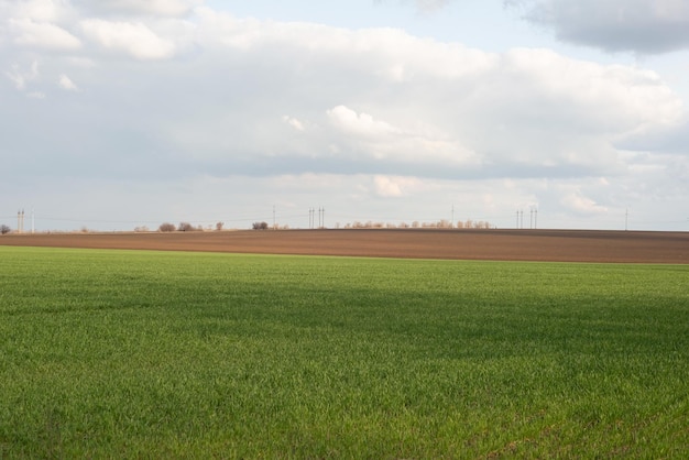 Paysage ukrainien d'un champ vert au printemps contre un ciel nuageux