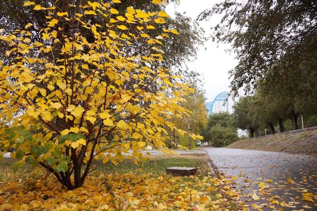 Paysage urbain d'automne avec des feuilles jaunes