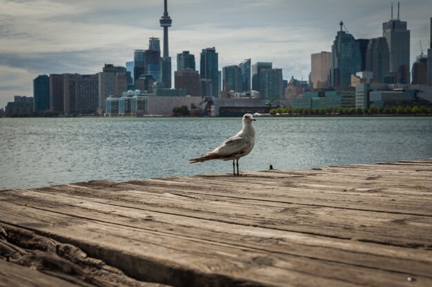 Paysage urbain de Toronto au Canada, la vue sur le lac Ontario