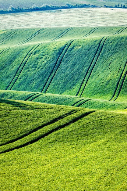 Paysage vallonné de champs verts en Moravie du Sud République Tchèque