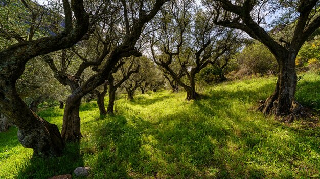 Paysage verdoyant avec oliviers, herbe verte et lumière du soleil entrant entre les branches