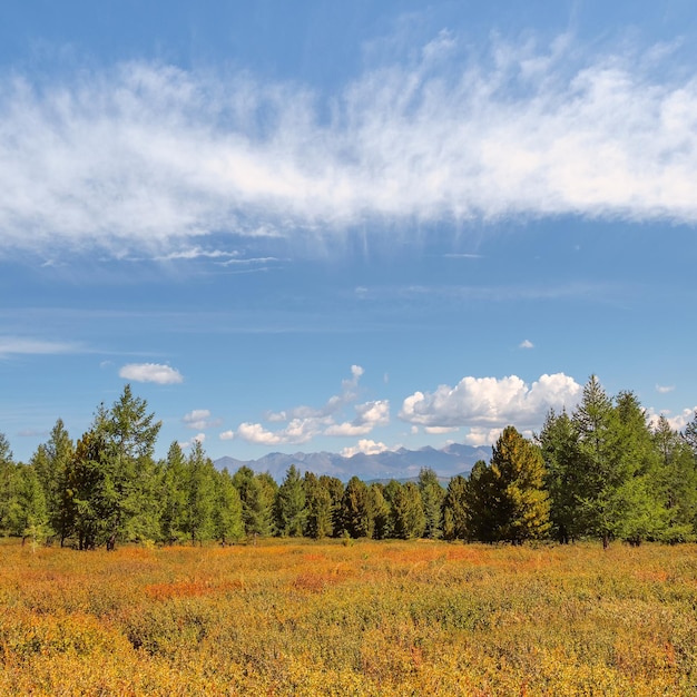 Paysage verdoyant pittoresque avec une colline de bouleaux nains d'été ensoleillée sous les nuages dans le ciel bleu Paysage alpin coloré avec de l'herbe et des fleurs au soleil par temps changeant Vue sur la place