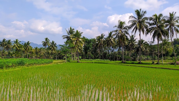paysage verdoyant de rizières en campagne
