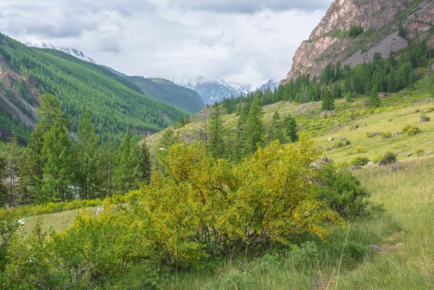 Paysage vert coloré avec un buisson luxuriant de caragana sur une colline ensoleillée avec vue sur de hautes montagnes enneigées dans des nuages bas Beau paysage avec une vallée de montagne forestière au soleil sous un ciel nuageux gris