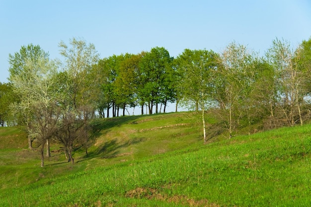 paysage vert