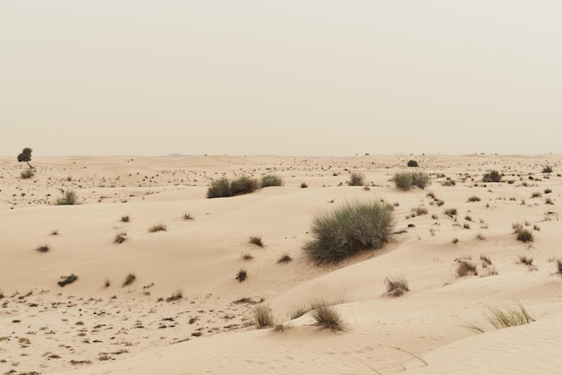 Paysage de la vie du désert dunes de sable couvertes de plantes vertes