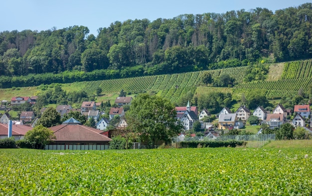 Le paysage de la vigne