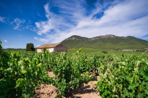 Paysage de vigne.