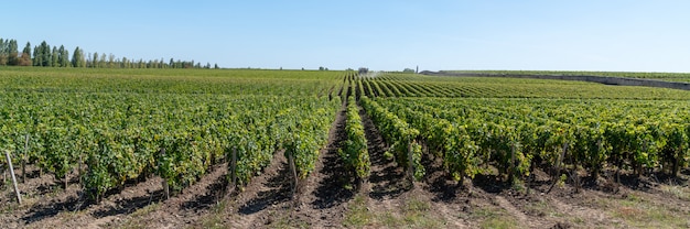 Paysage de vignes au Château Margaux à Bordeaux France