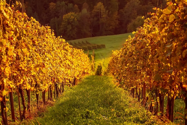 Paysage avec vignes d'automne et feuilles ensoleillées sur les branches de vin fond agricole naturel