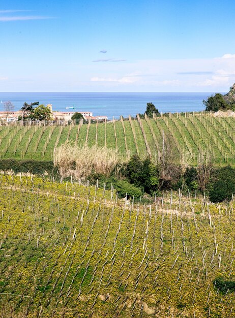 Paysage de vignes côtières avec vue sur l'océan