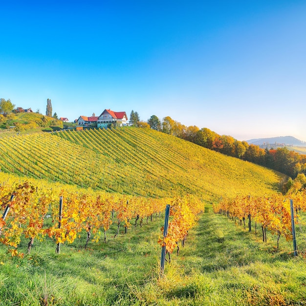 Un paysage de vignes à couper le souffle en Styrie du Sud près de Gamlitz