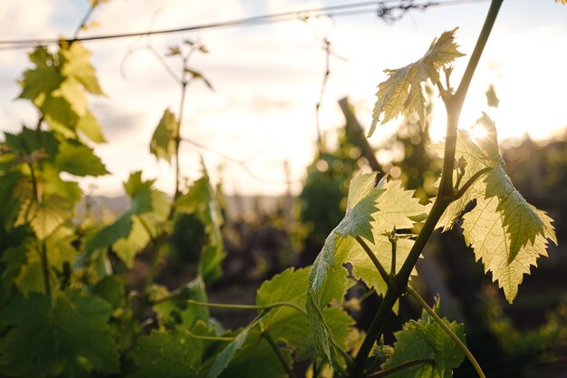 Paysage de vignes de printemps vert par temps nuageux