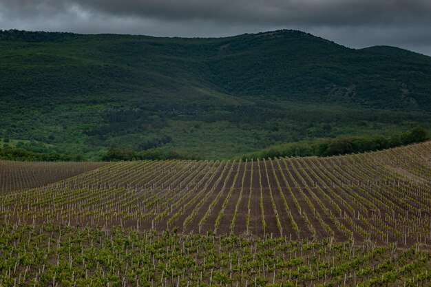 Paysage de vignes de printemps vert par temps nuageux