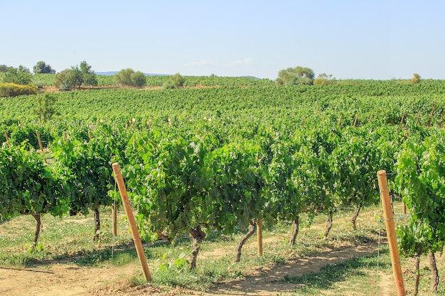 Paysage De Vignoble En Espagne Catalogne.