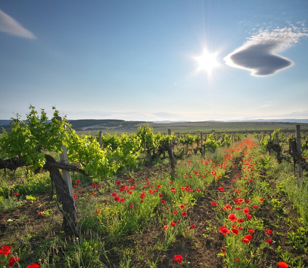 Paysage de vignoble Nature composition