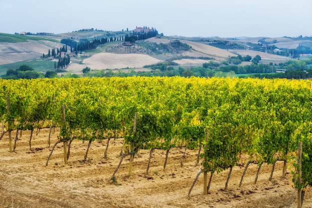 Paysage de vignoble en Toscane