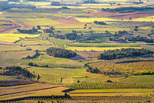 Paysage de vignoble vert en Espagne