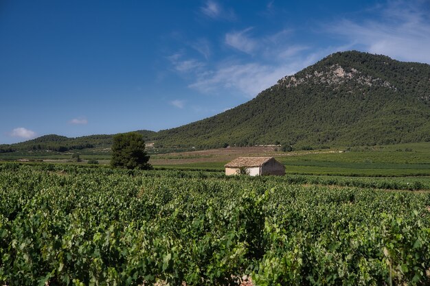 Paysage de vignoble