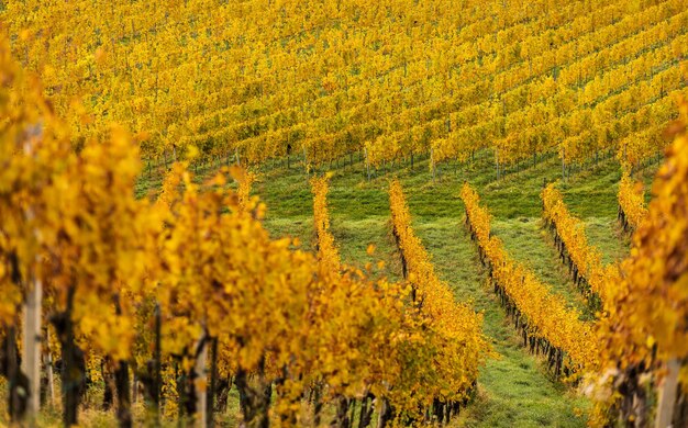 Paysage des vignobles du sud de la styrie Toscane de l'Autriche Le lever du soleil à l'automne