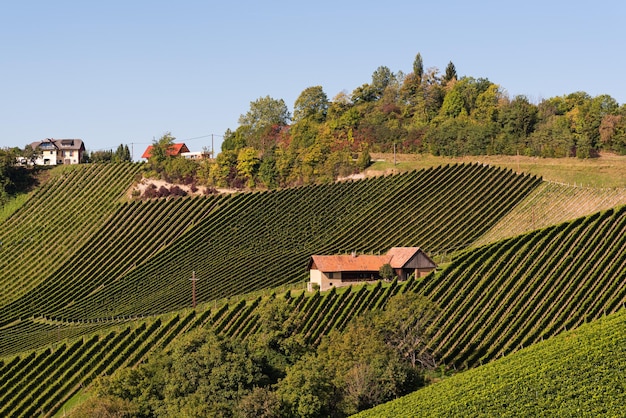 Paysage des vignobles du sud de la Styrie en Toscane en Autriche