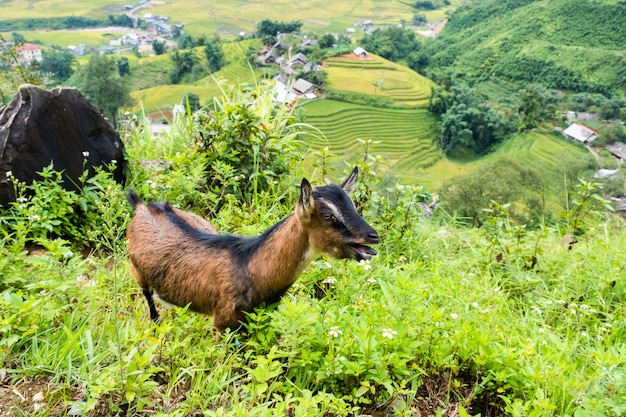 Paysage de village dans la vallée avec chèvre à Sapa