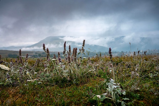 Paysage avec un village de montagne et des champs de fleurs se bouchent un jour d'été nuageux après la pluie avec une brume