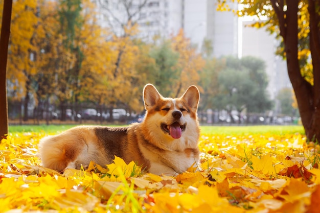 Photo paysage de la ville d'automne avec pembroke welsh corgi tricolore