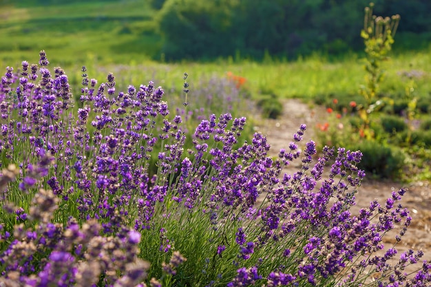 Paysage Violet Avec Des Fleurs De Lavande Dans Une Ferme, Petit Champ De Lavande