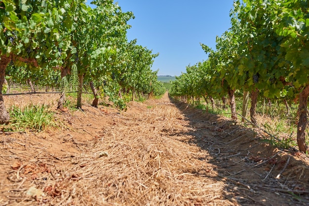 Paysage viticole et nature dans l'agriculture estivale ou arbres pour l'agriculture industrie viticole et campagne Fruits extérieurs et durabilité pour la croissance développement agricole et environnement pour les raisins