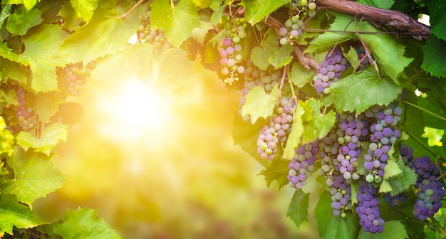 Paysage viticole avec des raisins au coucher du soleil Espace de copie
