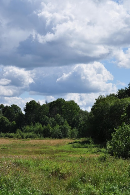 Paysage. Vue sur une clairière avec de l'herbe verte et des arbres. Nuages sur la forêt.