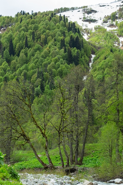 Paysage avec vue sur la montagne. Abkhazie