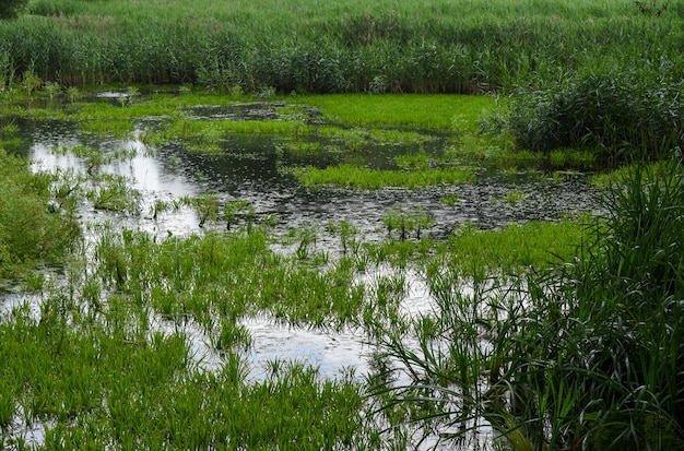 Paysage de zones humides dans la forêt en Biélorussie.