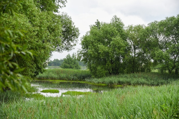 Paysage de zones humides dans la forêt en Biélorussie.