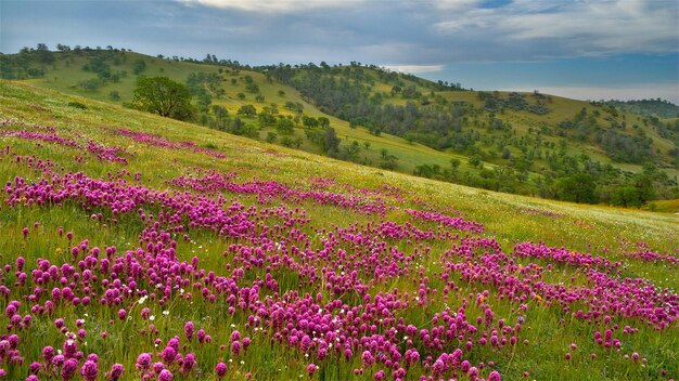 Paysage