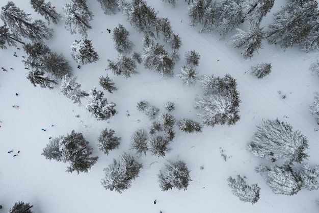 Des paysages aériens de drones de la forêt enneigée de montagne et des gens jouant dans la neige pendant la saison hivernale