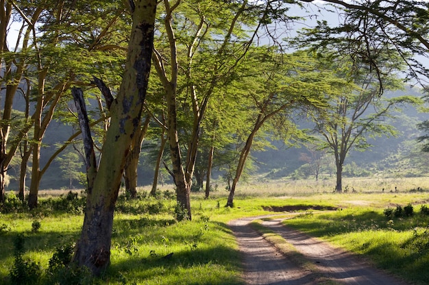 Paysages africains