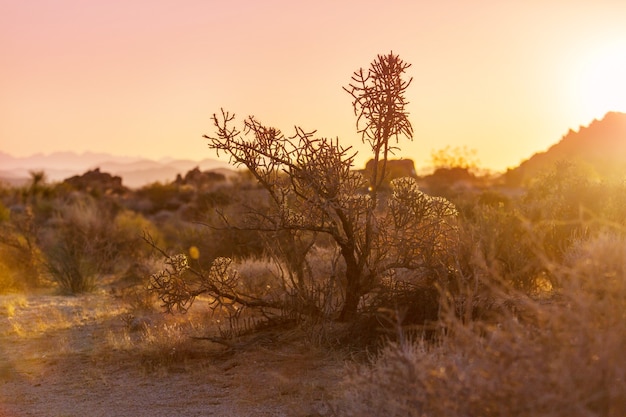 Photo paysages sur la banlieue de tucson.