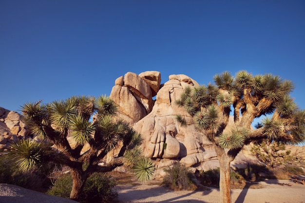 Paysages du parc national de Joshua Tree