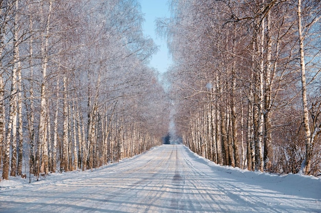 Paysages enneigés Route d'hiver Arbres dans la neige