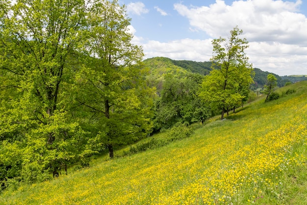 Des paysages ensoleillés au printemps