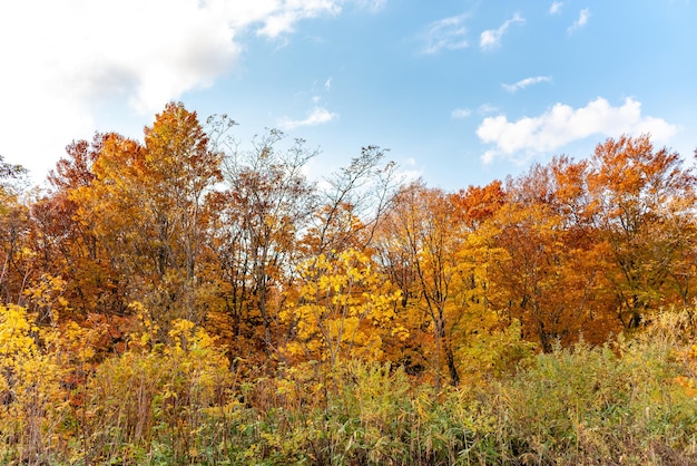 Photo des paysages de feuillage d'automne, de beaux paysages, des arbres colorés de la forêt.