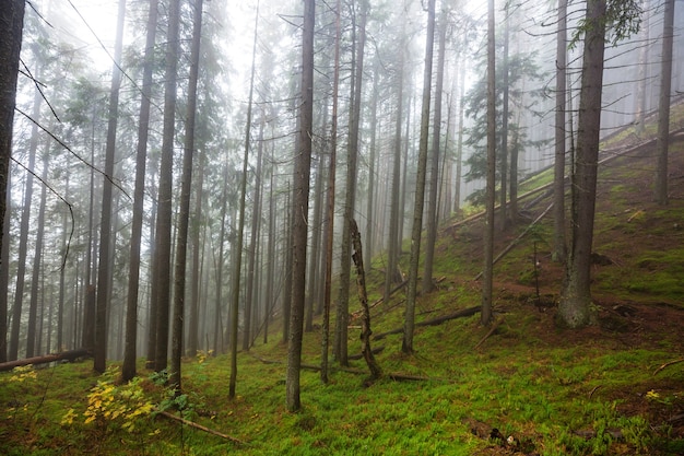 Paysages de fin d'automne. Forêt brumeuse le matin