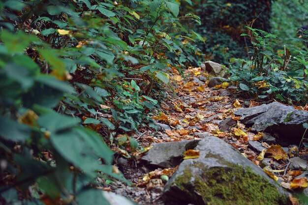 des paysages forestiers