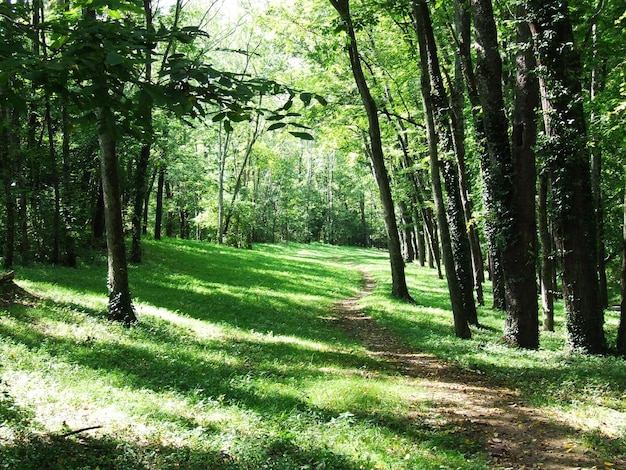 des paysages forestiers