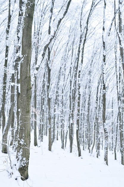 Paysages de la forêt d'hiver avec des chutes de neige - parc du pays des merveilles avec des chutes de neige. Paysage d'hiver enneigé