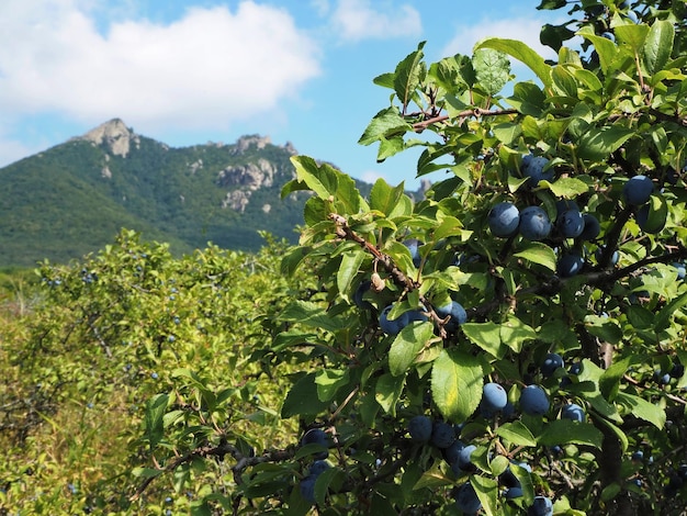 Paysages de montagne du Caucase du Nord, mont Beshtau et prunier. Piatigorsk, Russie.