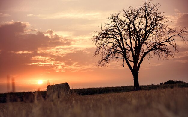 des paysages naturels